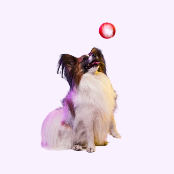 pet-toy(20)